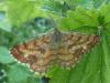 Ematurga atomaria
